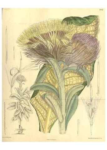 Reproducción/Reproduction 35134142624: Curtis's botanical magazine.. London ; New York [etc.] :Academic Press [etc.]