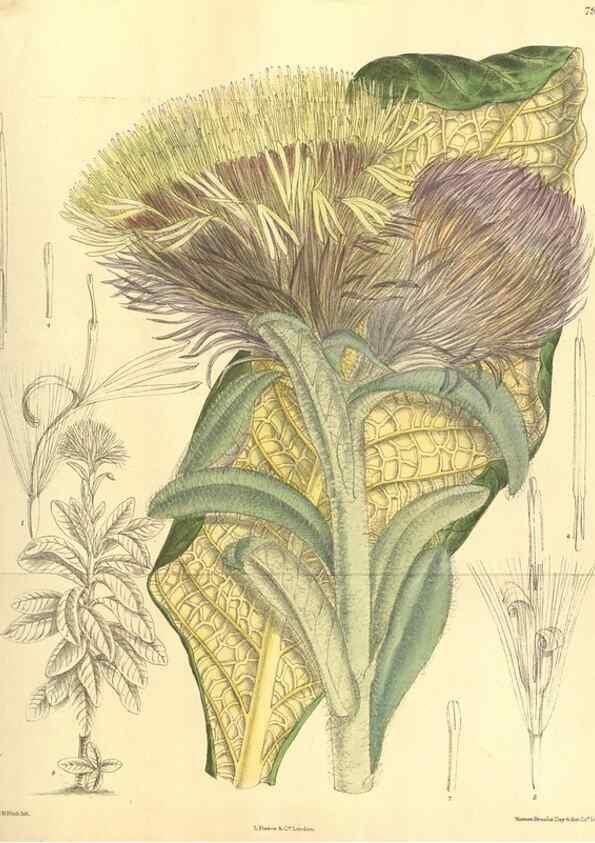 Reproducción/Reproduction 35134142624: Curtis's botanical magazine.. London ; New York [etc.] :Academic Press [etc.]