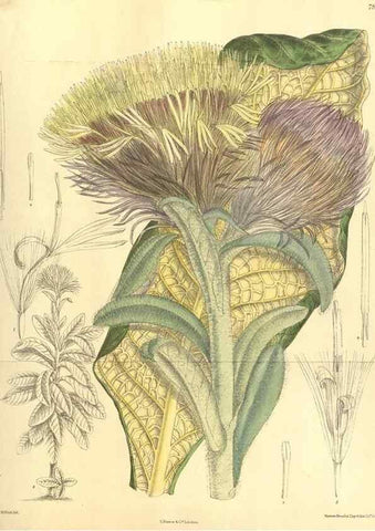 Reproducción/Reproduction 35134142624: Curtis's botanical magazine.. London ; New York [etc.] :Academic Press [etc.]