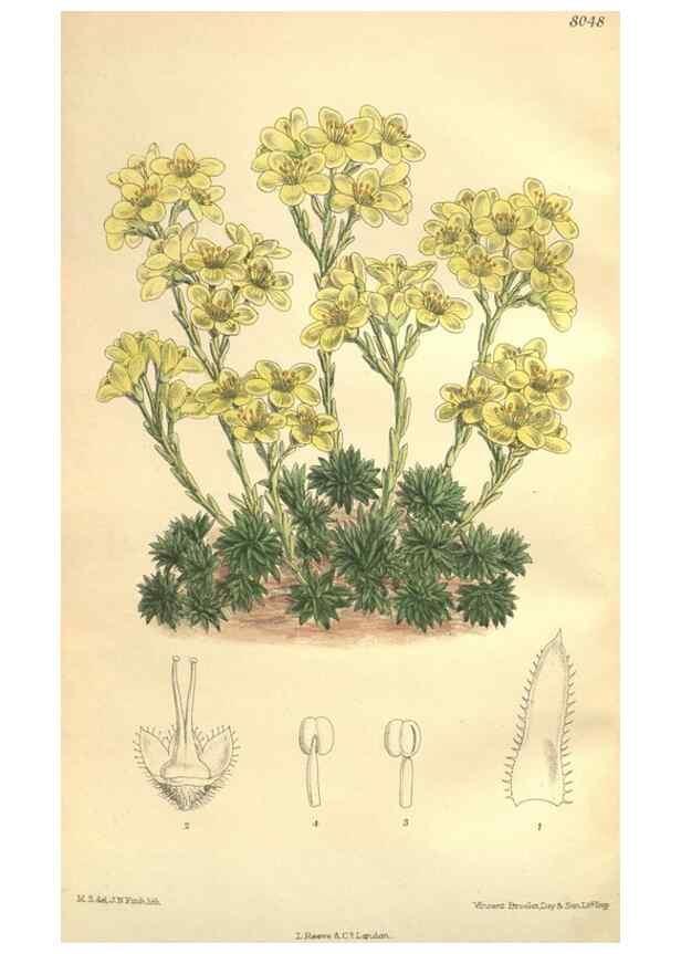 Reproducción/Reproduction 35974356655: Curtis's botanical magazine.. London ; New York [etc.] :Academic Press [etc.]