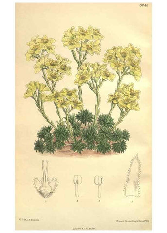Reproducción/Reproduction 35974356655: Curtis's botanical magazine.. London ; New York [etc.] :Academic Press [etc.]