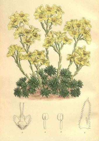 Reproducción/Reproduction 35974356655: Curtis's botanical magazine.. London ; New York [etc.] :Academic Press [etc.]