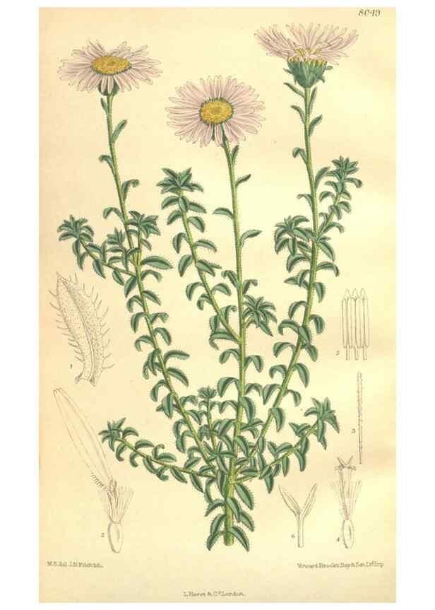 Reproducción/Reproduction 35974357655: Curtis's botanical magazine.. London ; New York [etc.] :Academic Press [etc.]
