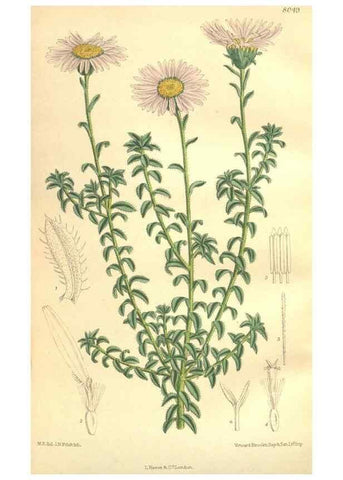 Reproducción/Reproduction 35974357655: Curtis's botanical magazine.. London ; New York [etc.] :Academic Press [etc.]