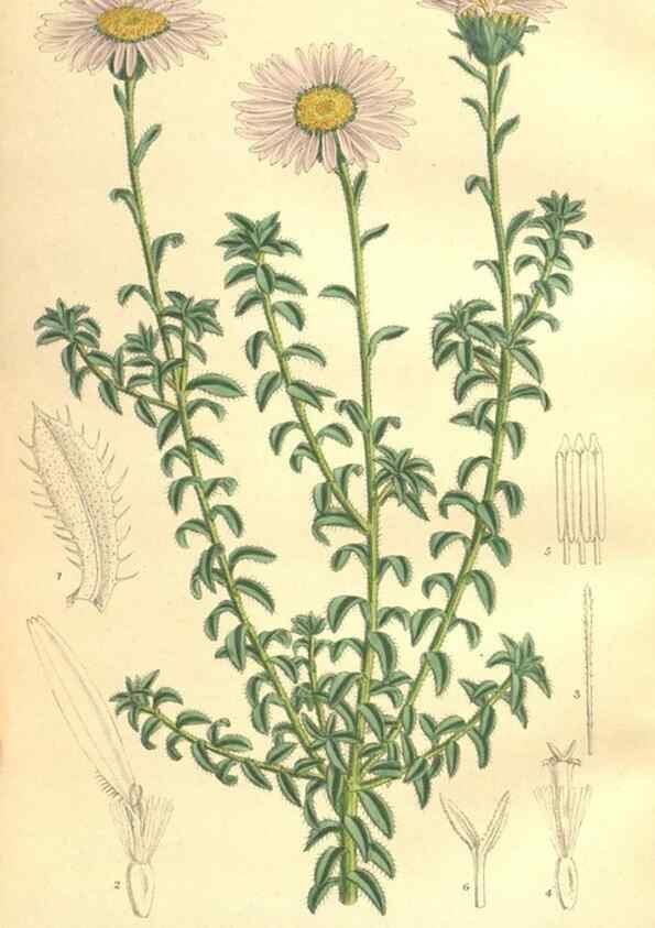 Reproducción/Reproduction 35974357655: Curtis's botanical magazine.. London ; New York [etc.] :Academic Press [etc.]