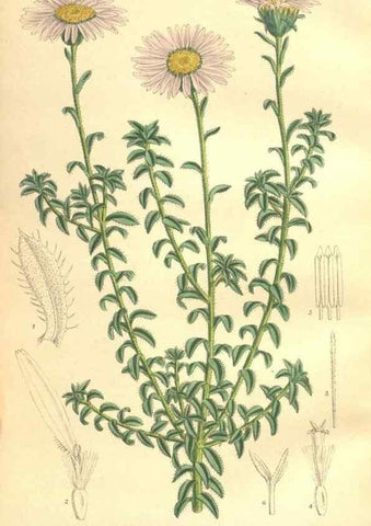 Reproducción/Reproduction 35974357655: Curtis's botanical magazine.. London ; New York [etc.] :Academic Press [etc.]