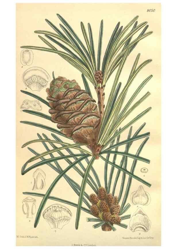 Reproducción/Reproduction 35974359555: Curtis's botanical magazine.. London ; New York [etc.] :Academic Press [etc.]