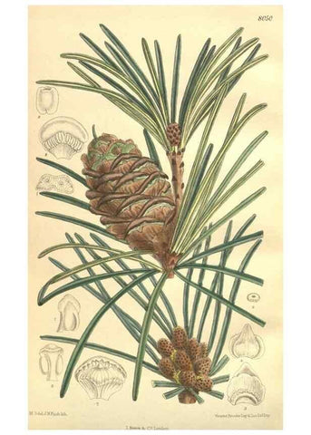 Reproducción/Reproduction 35974359555: Curtis's botanical magazine.. London ; New York [etc.] :Academic Press [etc.]