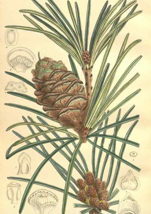 Reproducción/Reproduction 35974359555: Curtis's botanical magazine.. London ; New York [etc.] :Academic Press [etc.]