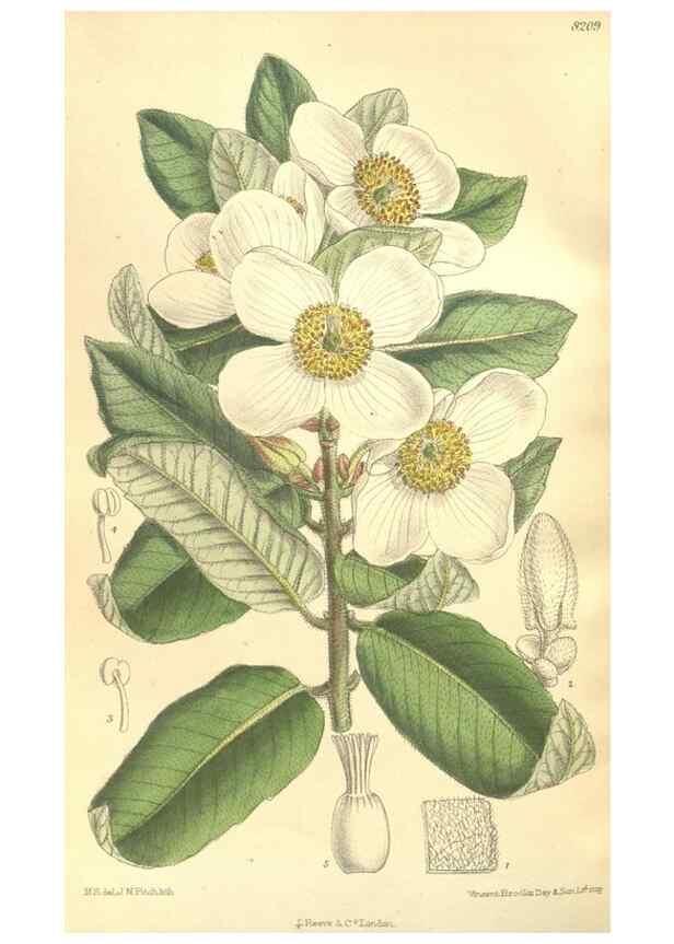 Reproducción/Reproduction 36055623075: Curtis's botanical magazine.. London ; New York [etc.] :Academic Press [etc.]