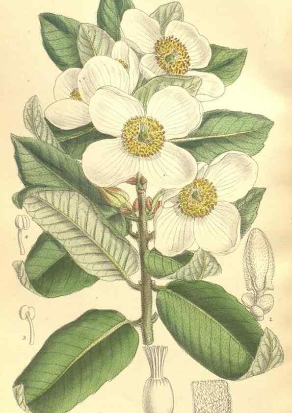 Reproducción/Reproduction 36055623075: Curtis's botanical magazine.. London ; New York [etc.] :Academic Press [etc.]