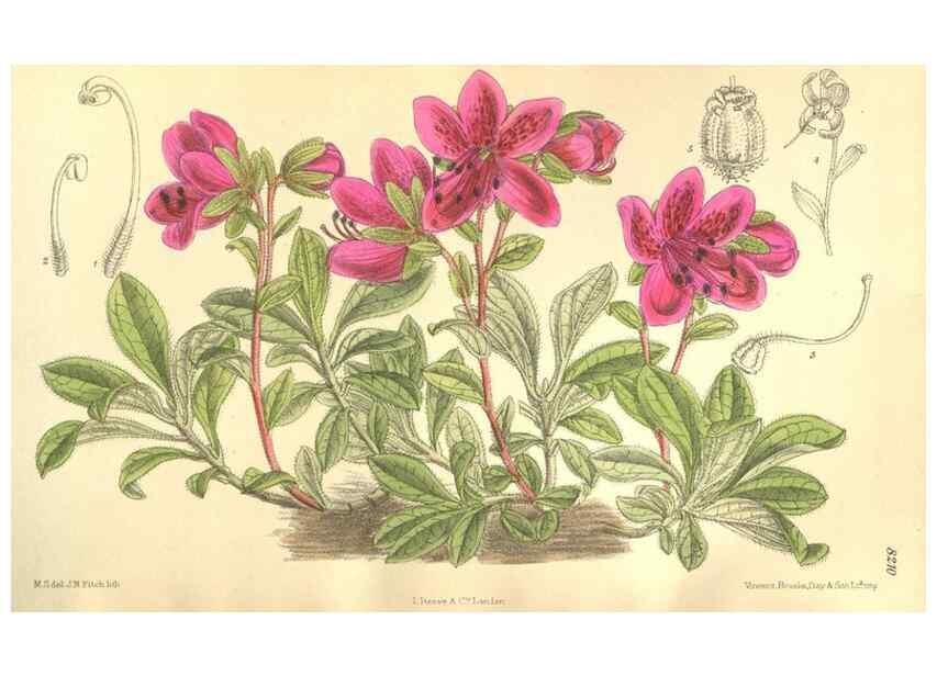 Reproducción/Reproduction 36013914386: Curtis's botanical magazine.. London ; New York [etc.] :Academic Press [etc.]