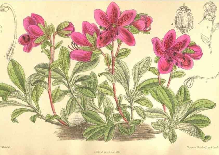 Reproducción/Reproduction 36013914386: Curtis's botanical magazine.. London ; New York [etc.] :Academic Press [etc.]