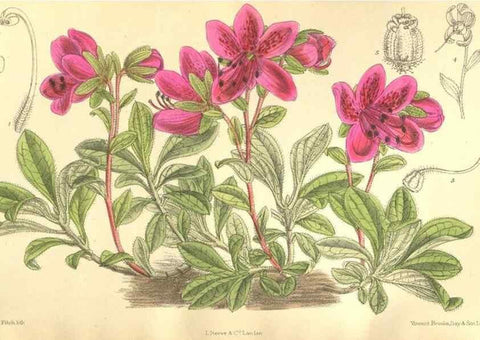 Reproducción/Reproduction 36013914386: Curtis's botanical magazine.. London ; New York [etc.] :Academic Press [etc.]