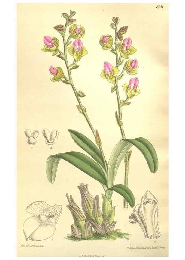 Reproducción/Reproduction 36055626285: Curtis's botanical magazine.. London ; New York [etc.] :Academic Press [etc.]