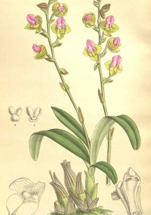Reproducción/Reproduction 36055626285: Curtis's botanical magazine.. London ; New York [etc.] :Academic Press [etc.]