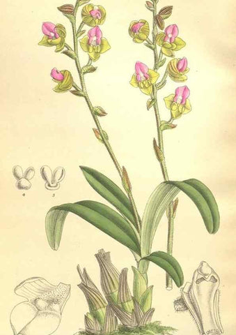 Reproducción/Reproduction 36055626285: Curtis's botanical magazine.. London ; New York [etc.] :Academic Press [etc.]
