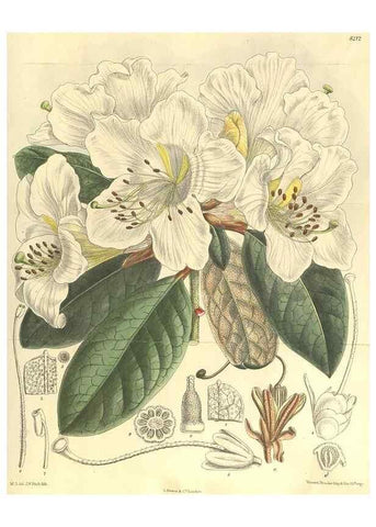 Reproducción/Reproduction 35921730031: Curtis's botanical magazine.. London ; New York [etc.] :Academic Press [etc.]