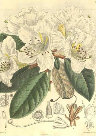 Reproducción/Reproduction 35921730031: Curtis's botanical magazine.. London ; New York [etc.] :Academic Press [etc.]