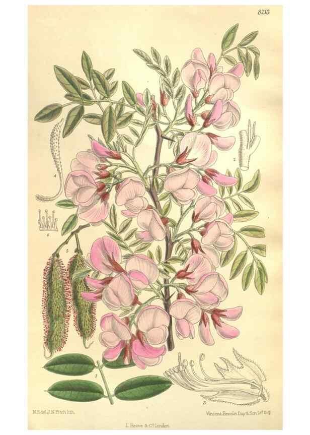 Reproducción/Reproduction 35921732291: Curtis's botanical magazine.. London ; New York [etc.] :Academic Press [etc.]