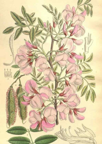 Reproducción/Reproduction 35921732291: Curtis's botanical magazine.. London ; New York [etc.] :Academic Press [etc.]