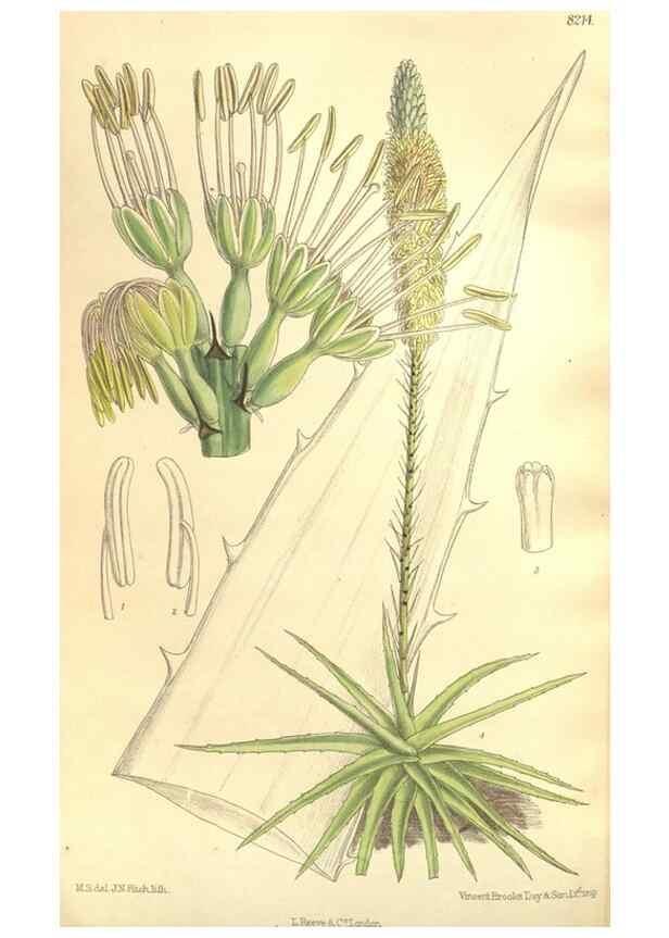 Reproducción/Reproduction 35921733181: Curtis's botanical magazine.. London ; New York [etc.] :Academic Press [etc.]