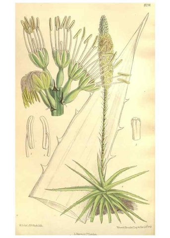 Reproducción/Reproduction 35921733181: Curtis's botanical magazine.. London ; New York [etc.] :Academic Press [etc.]