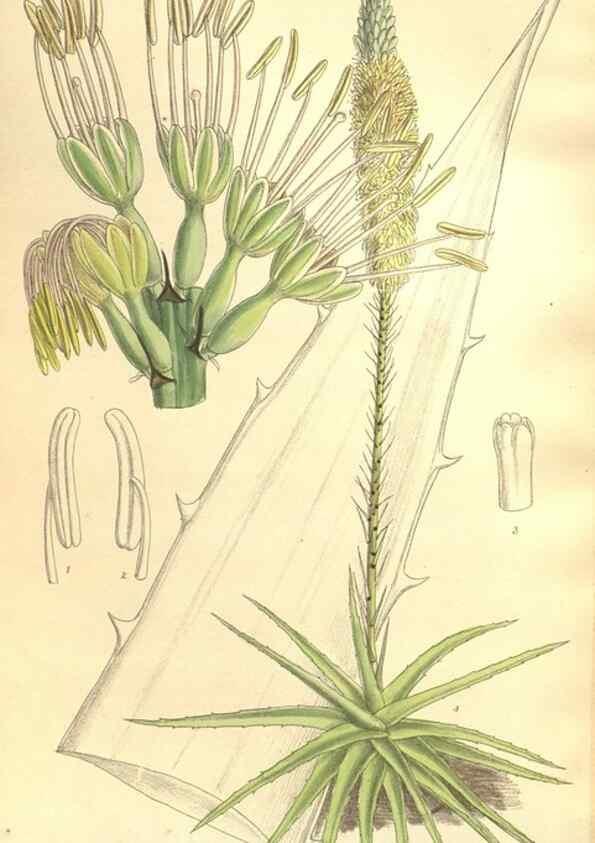 Reproducción/Reproduction 35921733181: Curtis's botanical magazine.. London ; New York [etc.] :Academic Press [etc.]