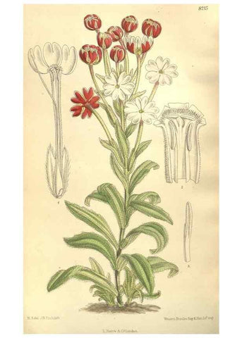 Reproducción/Reproduction 35921734561: Curtis's botanical magazine.. London ; New York [etc.] :Academic Press [etc.]