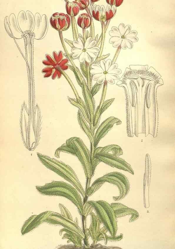 Reproducción/Reproduction 35921734561: Curtis's botanical magazine.. London ; New York [etc.] :Academic Press [etc.]