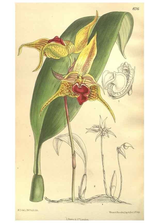 Reproducción/Reproduction 35921736071: Curtis's botanical magazine.. London ; New York [etc.] :Academic Press [etc.]
