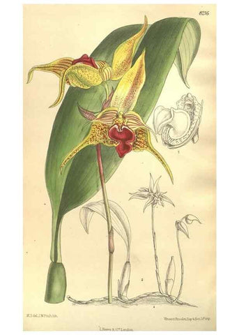 Reproducción/Reproduction 35921736071: Curtis's botanical magazine.. London ; New York [etc.] :Academic Press [etc.]