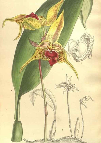 Reproducción/Reproduction 35921736071: Curtis's botanical magazine.. London ; New York [etc.] :Academic Press [etc.]