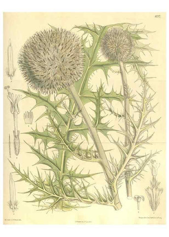Reproducción/Reproduction 36013944726: Curtis's botanical magazine.. London ; New York [etc.] :Academic Press [etc.]