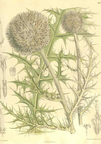 Reproducción/Reproduction 36013944726: Curtis's botanical magazine.. London ; New York [etc.] :Academic Press [etc.]