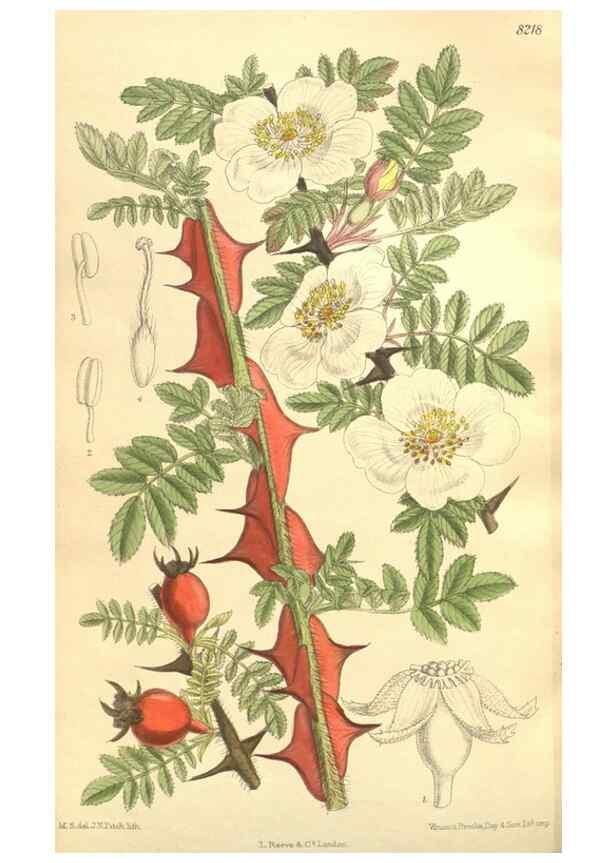 Reproducción/Reproduction 35921738661: Curtis's botanical magazine.. London ; New York [etc.] :Academic Press [etc.]