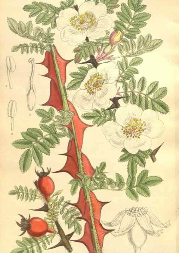 Reproducción/Reproduction 35921738661: Curtis's botanical magazine.. London ; New York [etc.] :Academic Press [etc.]