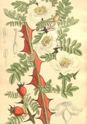 Reproducción/Reproduction 35921738661: Curtis's botanical magazine.. London ; New York [etc.] :Academic Press [etc.]