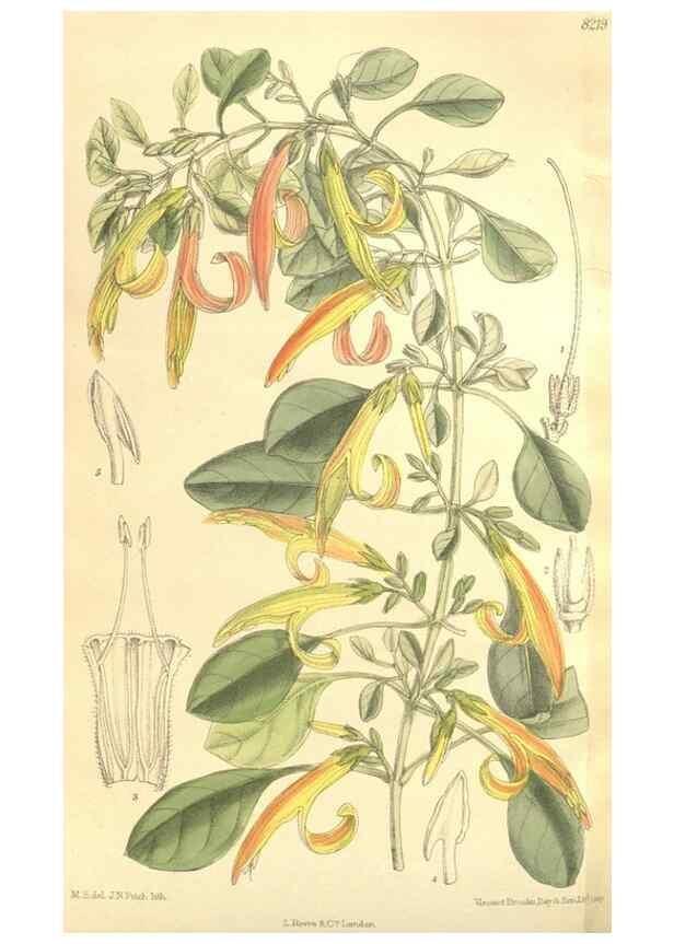 Reproducción/Reproduction 35921740131: Curtis's botanical magazine.. London ; New York [etc.] :Academic Press [etc.]