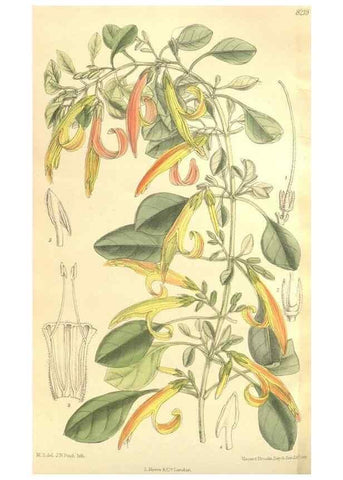 Reproducción/Reproduction 35921740131: Curtis's botanical magazine.. London ; New York [etc.] :Academic Press [etc.]