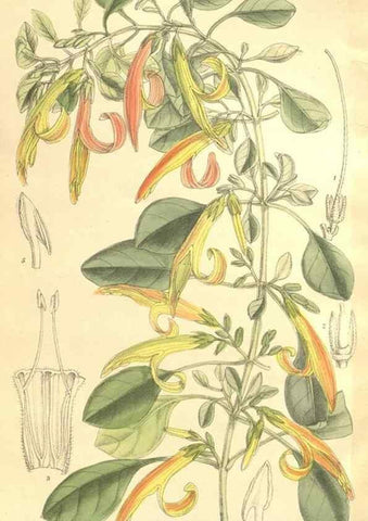 Reproducción/Reproduction 35921740131: Curtis's botanical magazine.. London ; New York [etc.] :Academic Press [etc.]