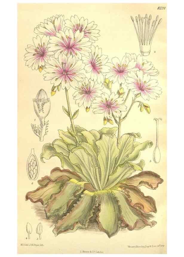 Reproducción/Reproduction 36013960656: Curtis's botanical magazine.. London ; New York [etc.] :Academic Press [etc.]