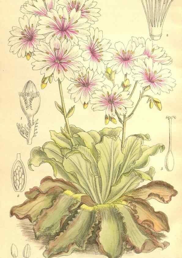 Reproducción/Reproduction 36013960656: Curtis's botanical magazine.. London ; New York [etc.] :Academic Press [etc.]