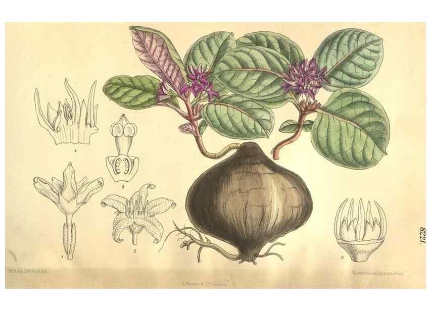 Reproducción/Reproduction 36013964066: Curtis's botanical magazine.. London ; New York [etc.] :Academic Press [etc.]