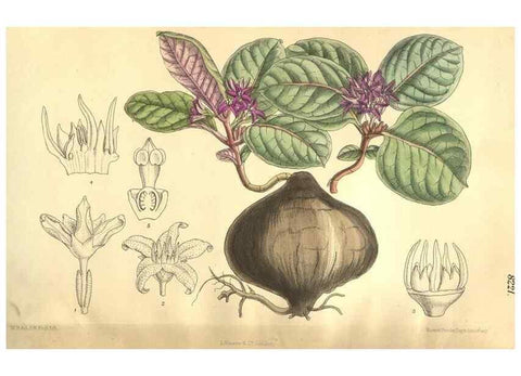 Reproducción/Reproduction 36013964066: Curtis's botanical magazine.. London ; New York [etc.] :Academic Press [etc.]