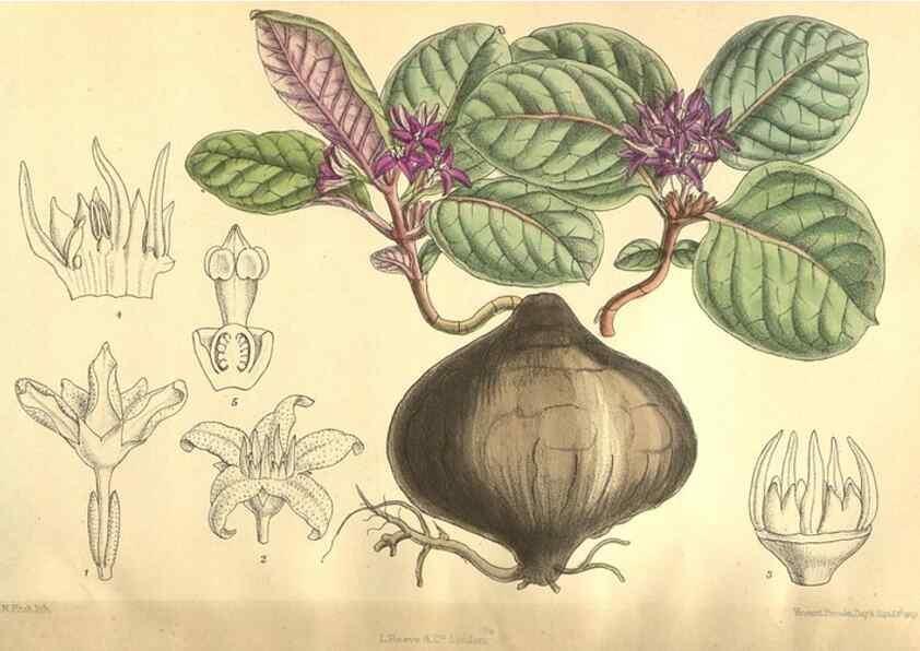 Reproducción/Reproduction 36013964066: Curtis's botanical magazine.. London ; New York [etc.] :Academic Press [etc.]