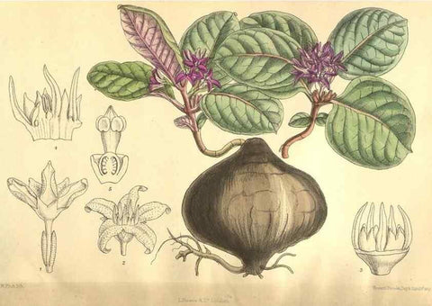 Reproducción/Reproduction 36013964066: Curtis's botanical magazine.. London ; New York [etc.] :Academic Press [etc.]
