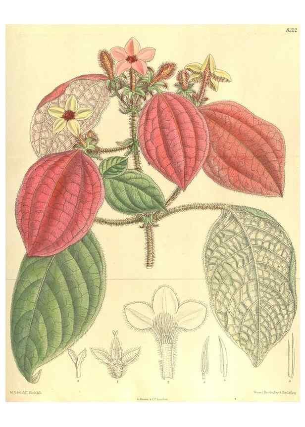 Reproducción/Reproduction 36055644605: Curtis's botanical magazine.. London ; New York [etc.] :Academic Press [etc.]