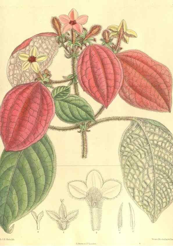 Reproducción/Reproduction 36055644605: Curtis's botanical magazine.. London ; New York [etc.] :Academic Press [etc.]