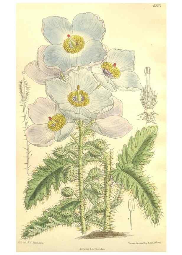 Reproducción/Reproduction 36055646625: Curtis's botanical magazine.. London ; New York [etc.] :Academic Press [etc.]